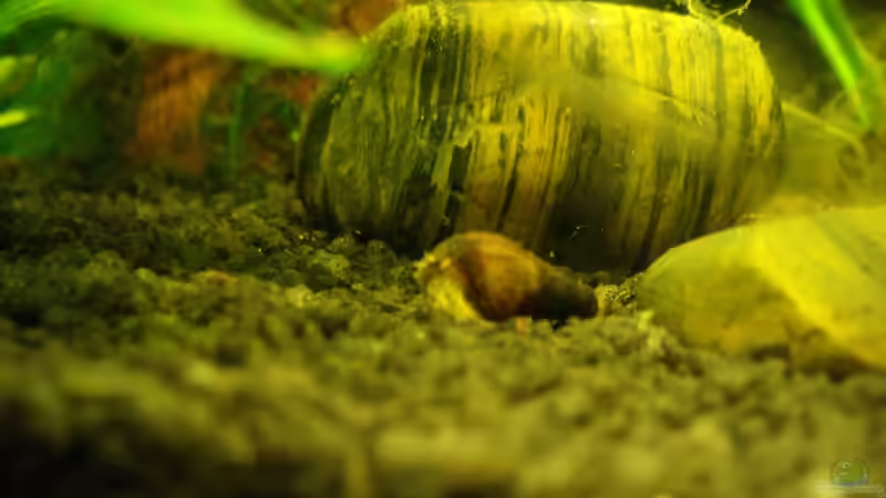 Besatz im Aquarium Pflanzen da rein Tank von PH Neutral (10)