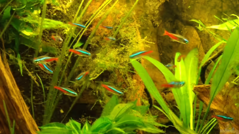 Besatz im Aquarium Pflanzen da rein Tank von PH Neutral (4)