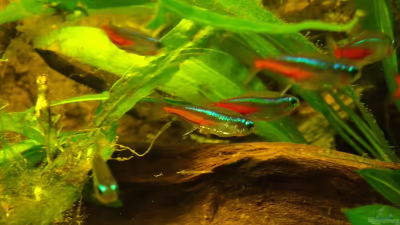 Besatz im Aquarium Pflanzen da rein Tank von PH Neutral (5)