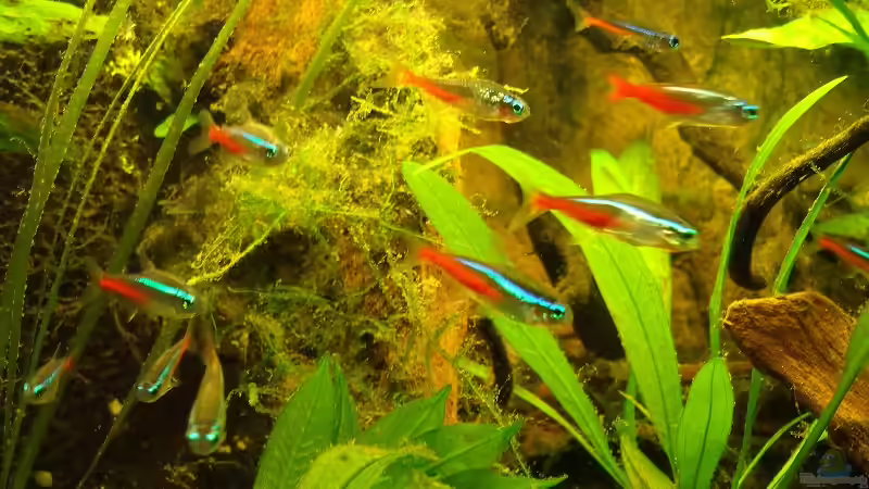 Besatz im Aquarium Pflanzen da rein Tank von PH Neutral (6)