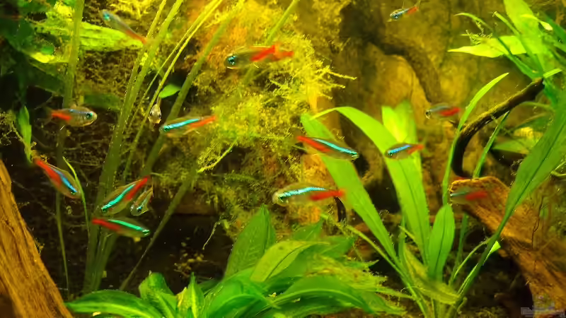 Besatz im Aquarium Pflanzen da rein Tank von PH Neutral (7)