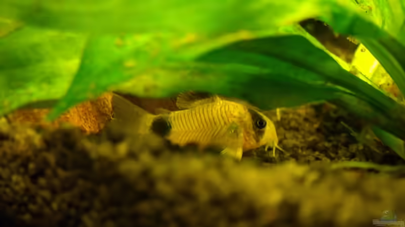 Besatz im Aquarium Pflanzen da rein Tank von PH Neutral (9)