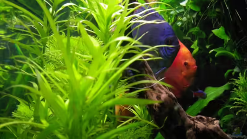 Besatz im Aquarium Pflanzen Diskus von condor (12)