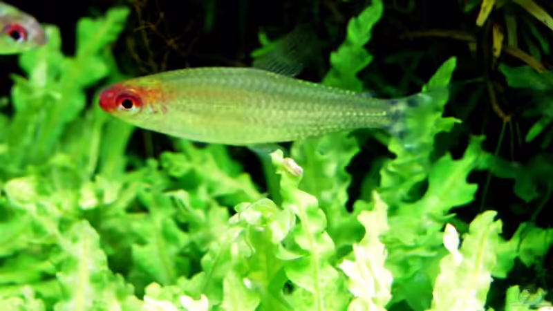 Besatz im Aquarium Pflanzenbecken von Plankton (13)