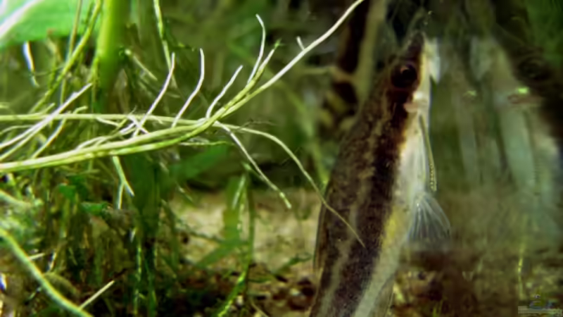 Besatz im Aquarium Pflanzenbecken von Plankton (14)