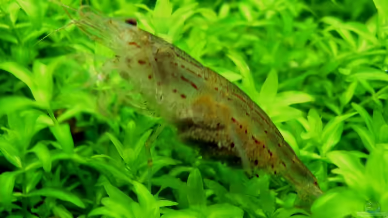 Besatz im Aquarium Pflanzenbecken von Plankton (15)