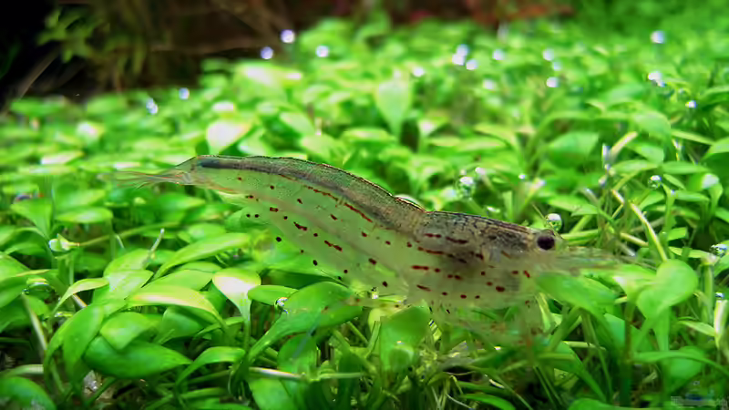 Besatz im Aquarium Pflanzenbecken von Plankton (16)