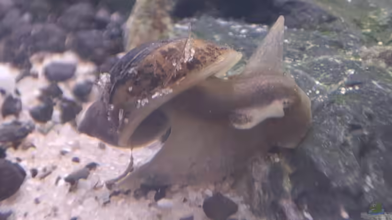 Besatz im Aquarium Pflanzenmix, Scaping ohne CO2 von Dany (10)