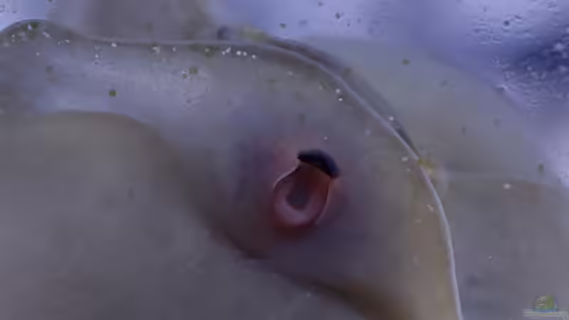 Besatz im Aquarium Pflanzenmix, Scaping ohne CO2 von Dany (11)