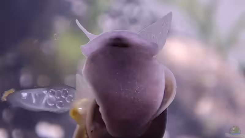 Besatz im Aquarium Pflanzenmix, Scaping ohne CO2 von Dany (9)