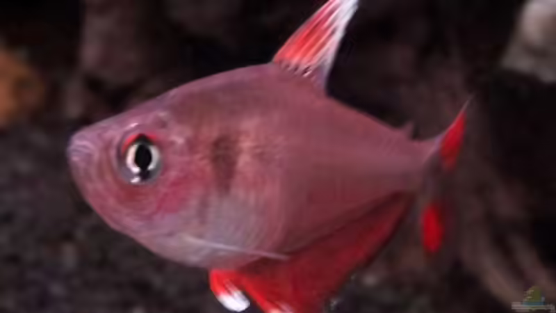 Besatz im Aquarium Pflanzenwelt (Nur noch Beispiel) von YoshiMaus (47)