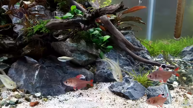 Besatz im Aquarium Pflanzenwelt ReLoaded von YoshiMaus (25)