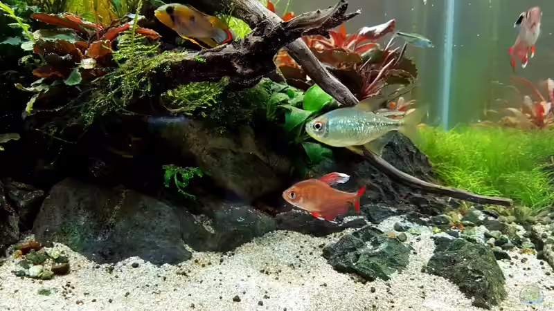 Besatz im Aquarium Pflanzenwelt ReLoaded von YoshiMaus (27)