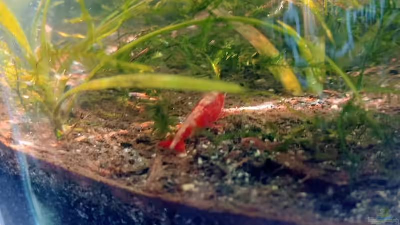 Besatz im Aquarium Pfütze (AUFGELÖST) von Mike Steidl (4)