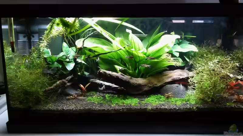 Besatz im Aquarium Picozonas von Thomasi (5)