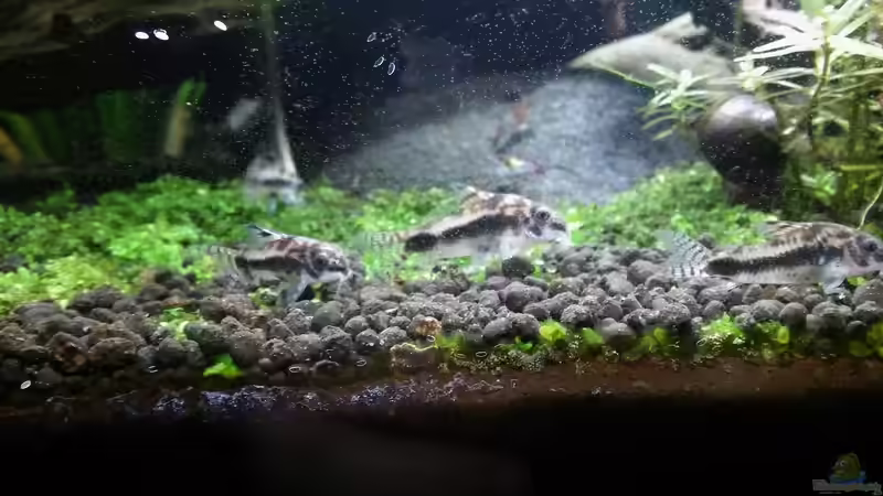 Besatz im Aquarium Picozonas von Thomasi (6)