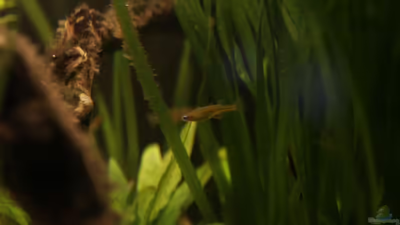 Besatz im Aquarium Pinselalge - aufgelöst - von Andrea Rüter (29)