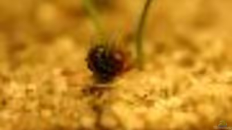 Besatz im Aquarium Pinselalge - aufgelöst - von Andrea Rüter (35)