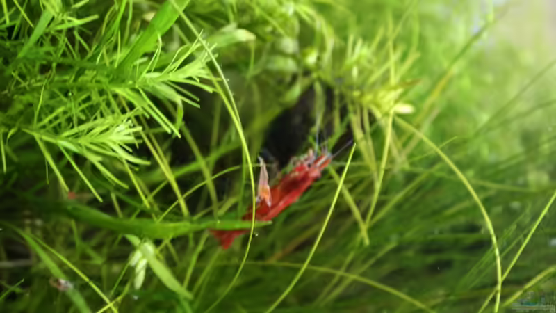 Besatz im Aquarium Pipo´s Nano-Cube von P1P0 (6)