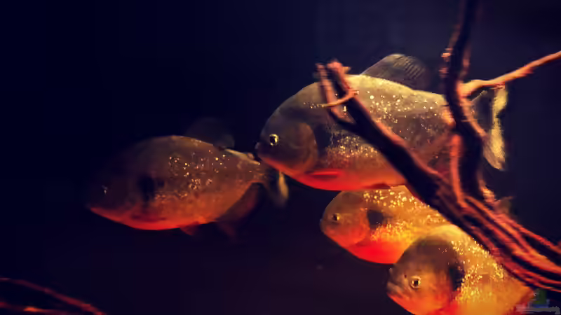 Besatz im Aquarium Piranha-Aquarium von Cariba (15)