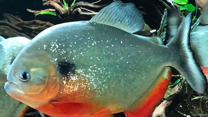 Besatz im Aquarium Piranha-Aquarium von Cariba (16)