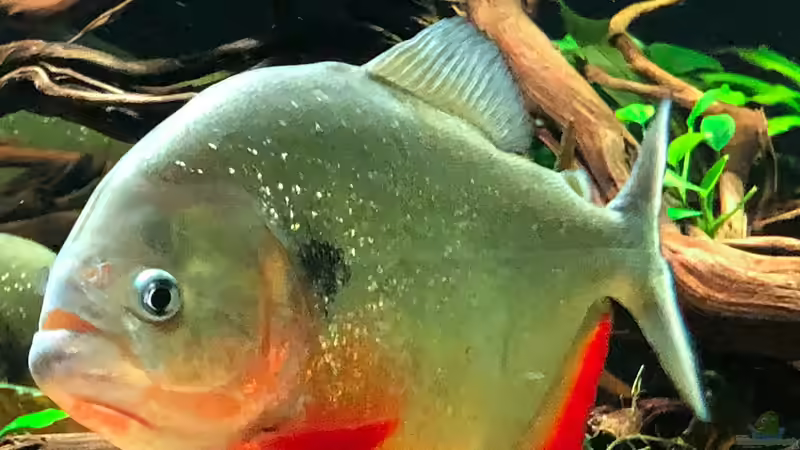 Besatz im Aquarium Piranha-Aquarium von Cariba (18)
