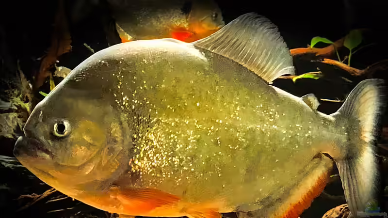 Besatz im Aquarium Piranha-Aquarium von Cariba (20)