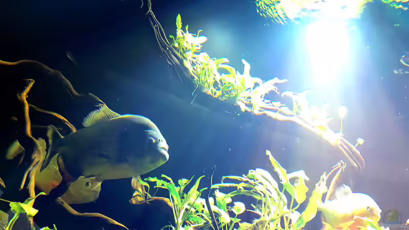 Besatz im Aquarium Piranha-Aquarium von Cariba (23)
