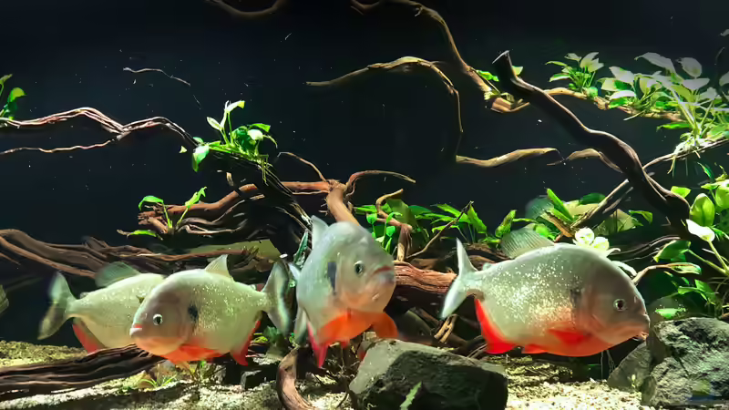 Besatz im Aquarium Piranha-Aquarium von Cariba (24)