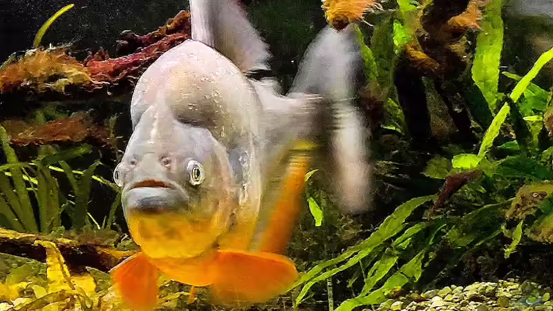 Besatz im Aquarium Piranha-Habitat von Cariba (5)
