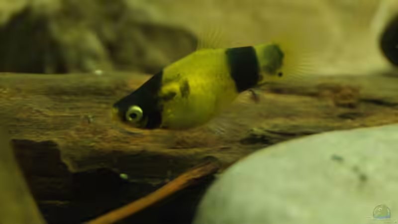 Besatz im Aquarium Platy Biotop von Rootsman (100)