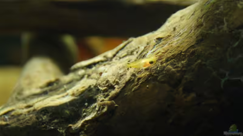 Besatz im Aquarium Platy Biotop von Rootsman (101)