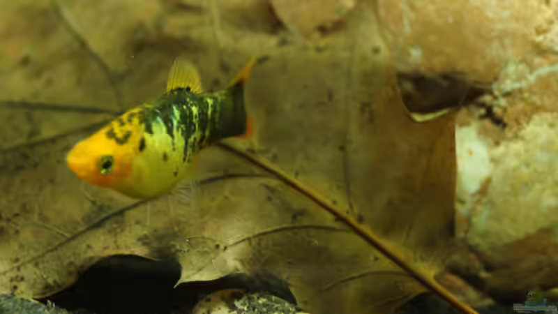 Besatz im Aquarium Platy Biotop von Rootsman (102)
