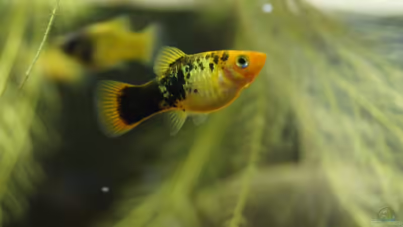Besatz im Aquarium Platy Biotop von Rootsman (103)