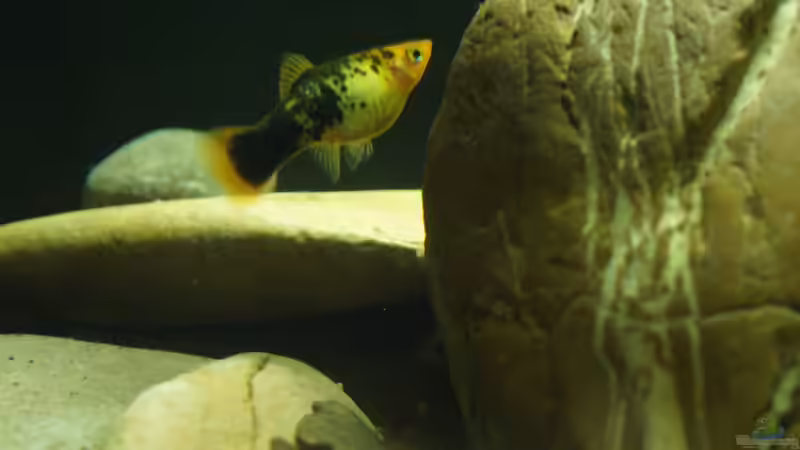 Besatz im Aquarium Platy Biotop von Rootsman (104)