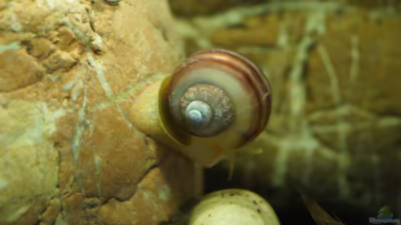 Besatz im Aquarium Platy Biotop von Rootsman (56) (89) (105)