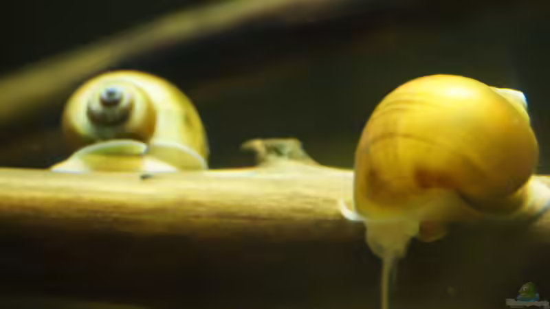 Besatz im Aquarium Platy Biotop von Rootsman (57)