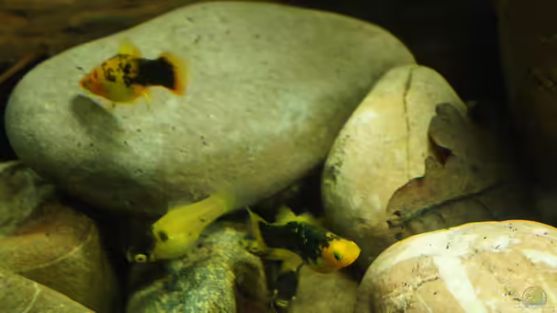 Besatz im Aquarium Platy Biotop von Rootsman (58)