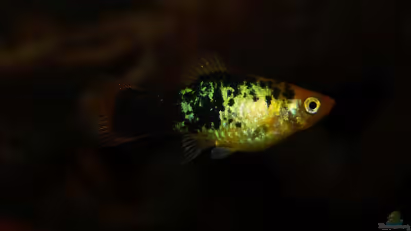 Besatz im Aquarium Platy Biotop von Rootsman (62)