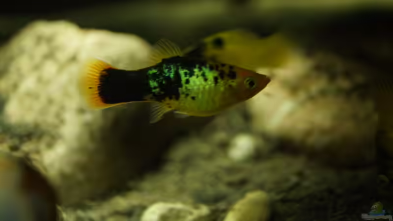 Besatz im Aquarium Platy Biotop von Rootsman (63)