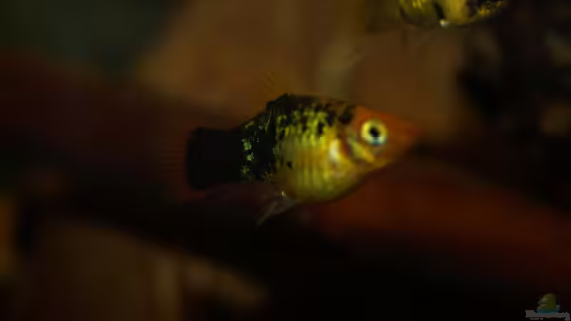 Besatz im Aquarium Platy Biotop von Rootsman (64)