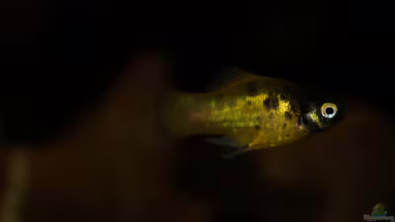 Besatz im Aquarium Platy Biotop von Rootsman (65)