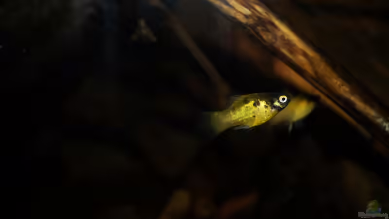 Besatz im Aquarium Platy Biotop von Rootsman (68)