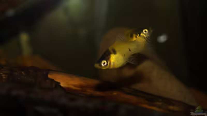 Besatz im Aquarium Platy Biotop von Rootsman (69)