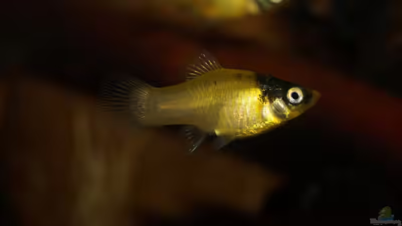 Besatz im Aquarium Platy Biotop von Rootsman (72)