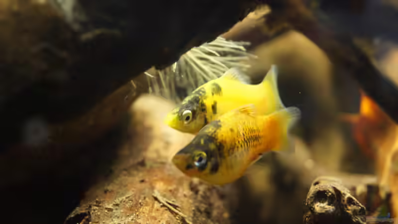 Besatz im Aquarium Platy Biotop von Rootsman (73)