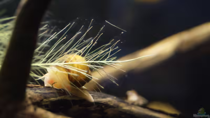 Besatz im Aquarium Platy Biotop von Rootsman (74)