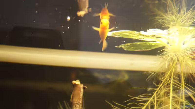 Besatz im Aquarium Platy Biotop von Rootsman (75)