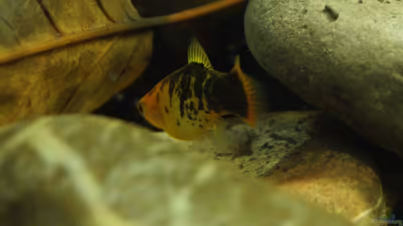 Besatz im Aquarium Platy Biotop von Rootsman (76)