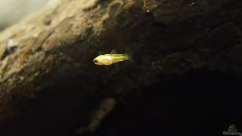 Besatz im Aquarium Platy Biotop von Rootsman (78)